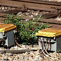 DSC13277  Un peu de verdure dans la technicité ferroviaire